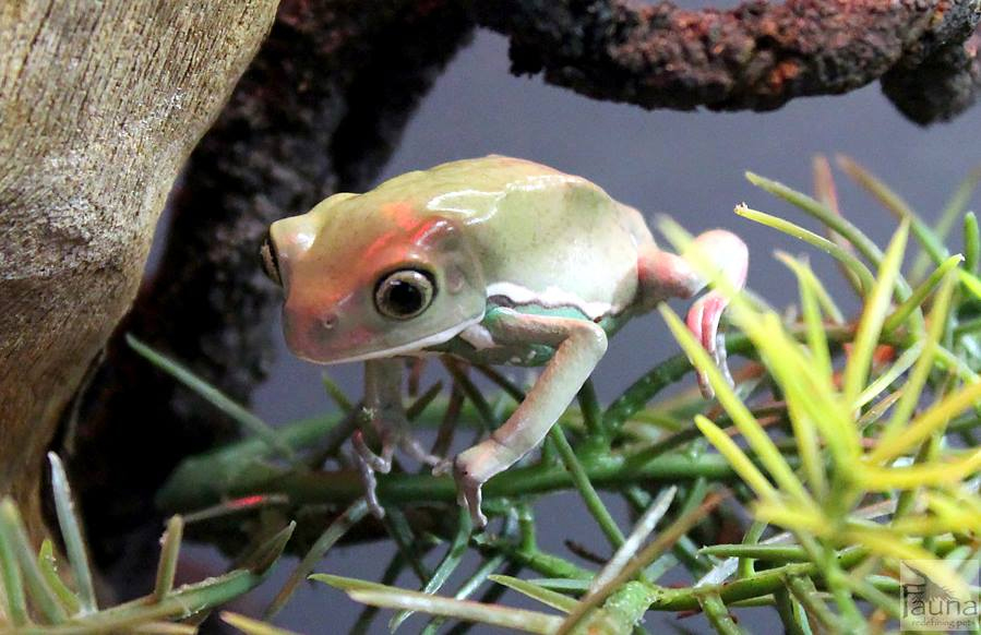 Waxy Monkey Frog (Phyllomedusa sauvagii)