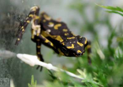 Yellow Harlequin Toad (Atelopus sp.)