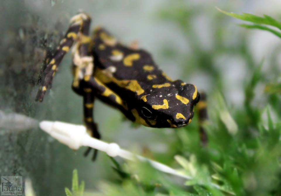 Yellow Harlequin Toad (Atelopus sp.)