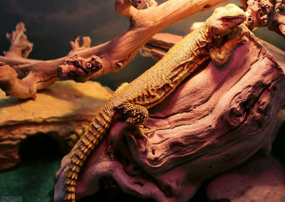 Uromastyx Geyri (Yellow or Red)