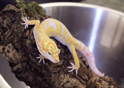 Leopard Gecko (Eublepharis macularius)