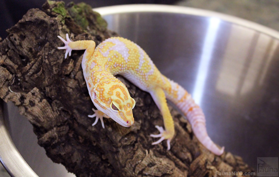 Leopard Gecko (Eublepharis macularius)