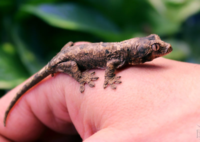 Chahoua Gecko (Rhacodactylus chahoua)