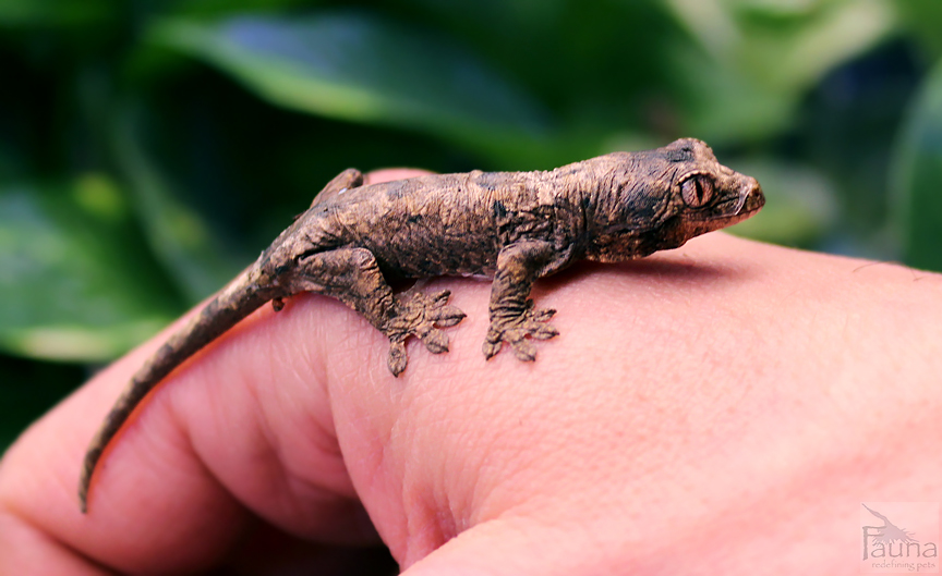 Chahoua Gecko (Rhacodactylus chahoua)