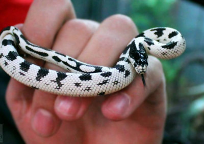 High White California Kingsnake (Lampropeltis getula californiae)