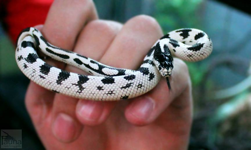 High White California Kingsnake (Lampropeltis getula californiae)