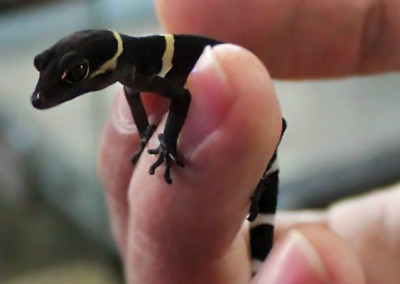 Chinese Cave Gecko (goniurosaurus luii)