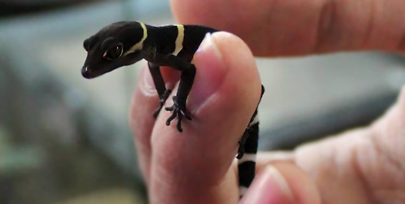 Chinese Cave Gecko (goniurosaurus luii)