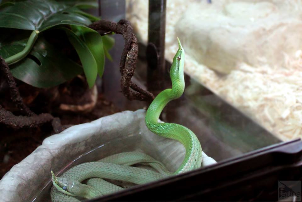 Rhino Ratsnake (rhynchophis boulengeri)