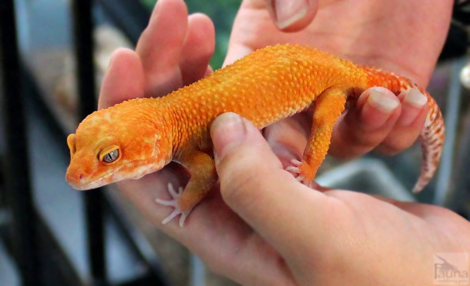 Tangerine Enigma Leopard Gecko (Eublepharis macularius)