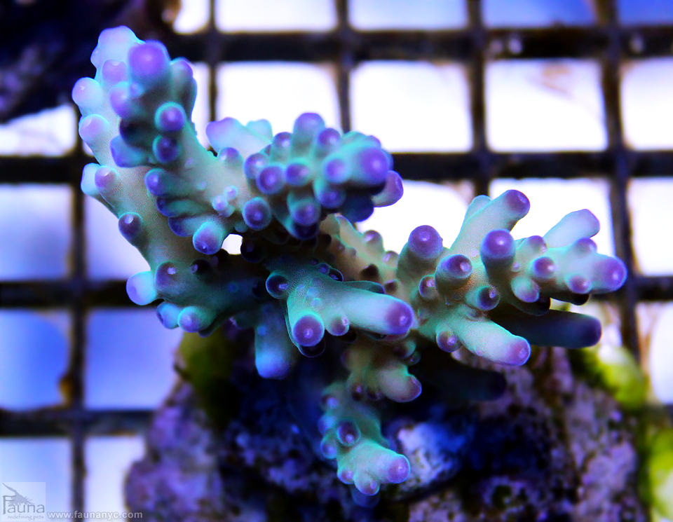 Acropora granulosa