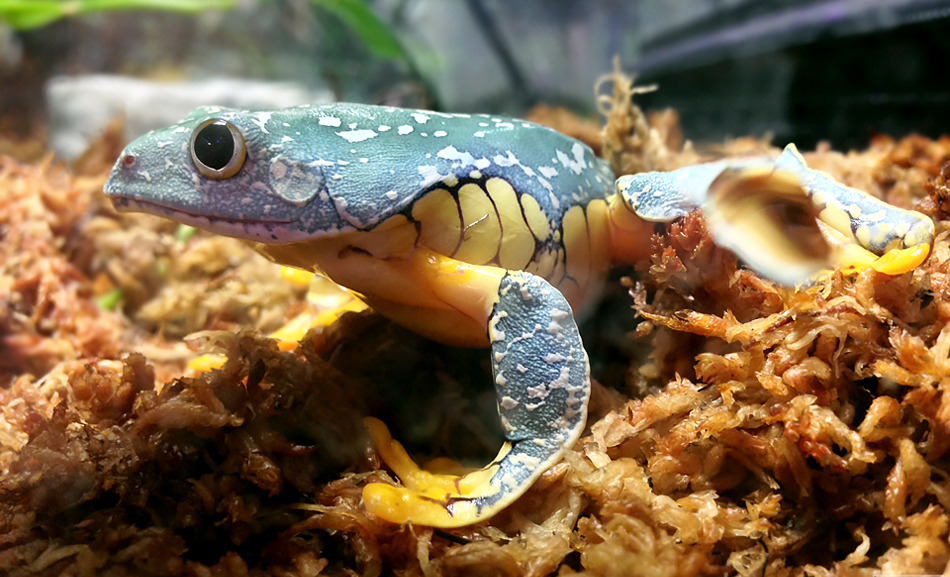 Fringed Leaf Frog (Cruziohyla craspedopus)