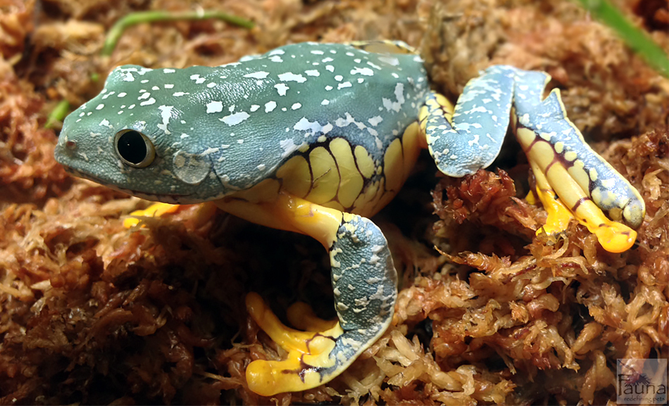 Fringed Leaf Frog (Cruziohyla craspedopus)