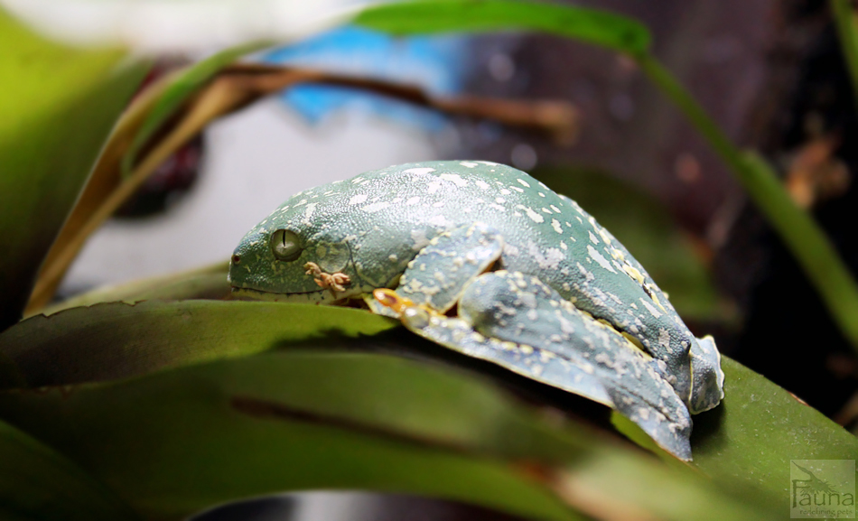 Fringed Leaf Frog (Cruziohyla craspedopus)