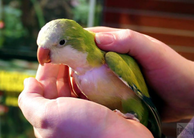 Quaker Parrot