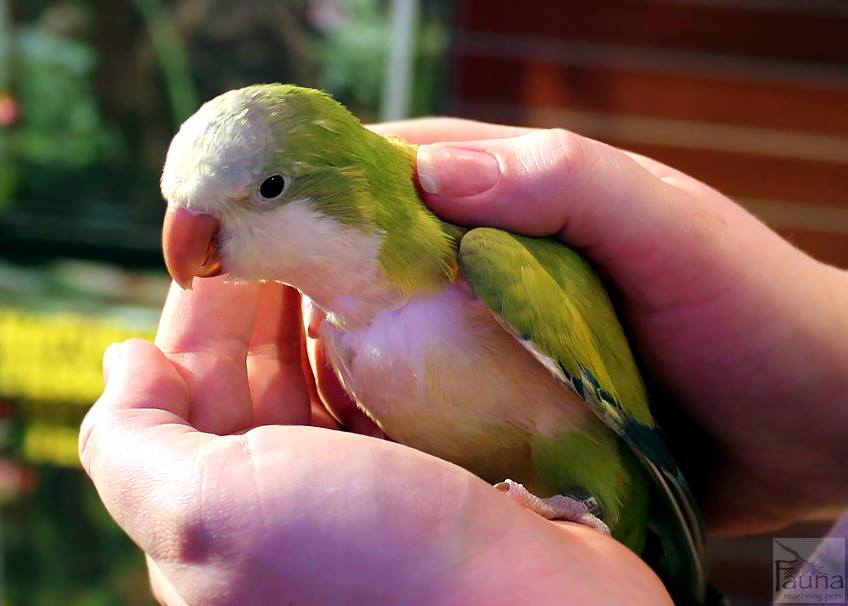 Quaker Parrot