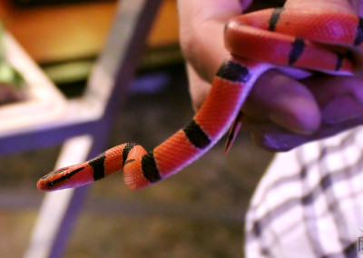 Red Mountain Bamboo Rat Snake (oreocryptophis porphyracea pulchra)