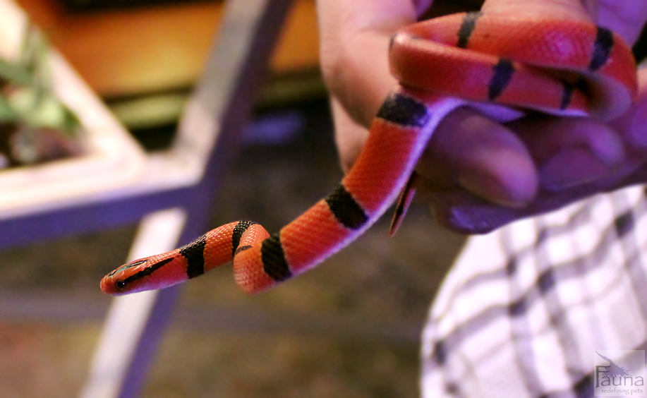 Red Mountain Bamboo Rat Snake (oreocryptophis porphyracea pulchra)