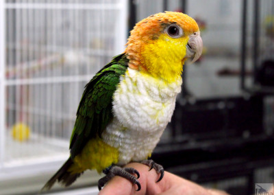 White bellied Caique