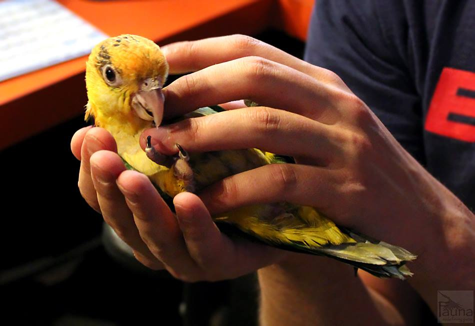 White bellied Caique (Pionites leucogaster)