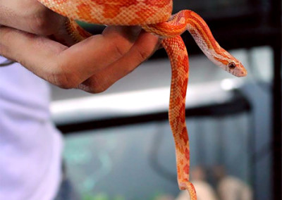 Sunkissed Corn Snake