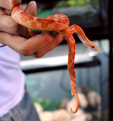 Sunkissed Corn Snake