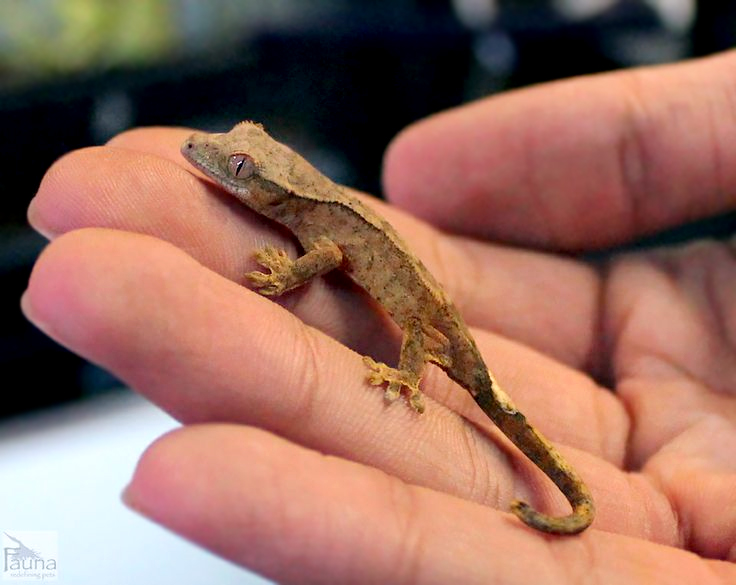 Crested Gecko (Correlophus ciliatus)