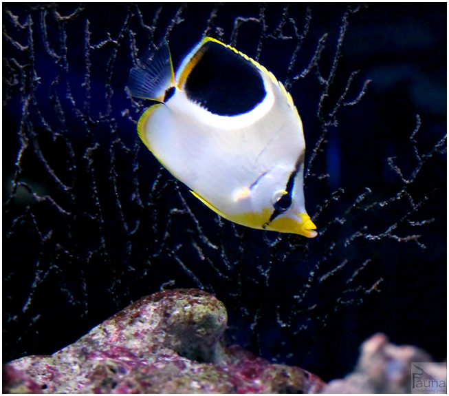 Saddleback Butterfly (Chaetodon ephippium)