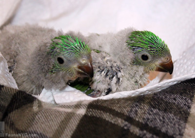 Scaly Breasted Lorikeet (Trichoglossus chlorolepidotus)