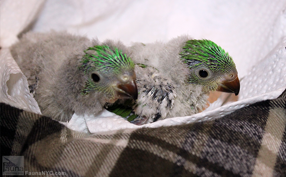 Scaly Breasted Lorikeet (Trichoglossus chlorolepidotus)