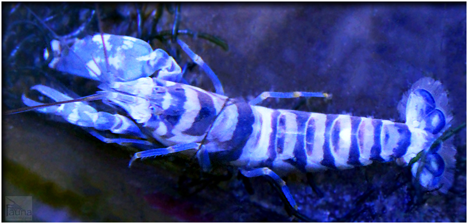 Tiger Pistol Shrimp (Alpheus bellulus)