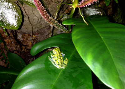 Glass Frog (Hyalinobatrachium fleischmanni)