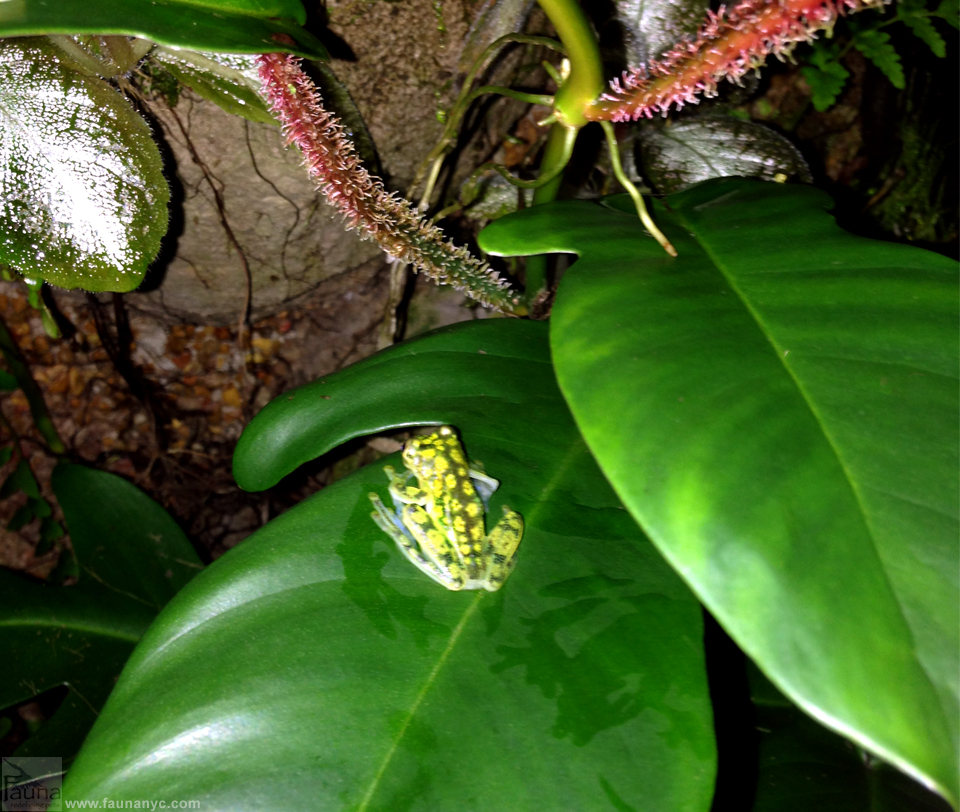 glass frog (Hyalinobatrachium fleischmanni)