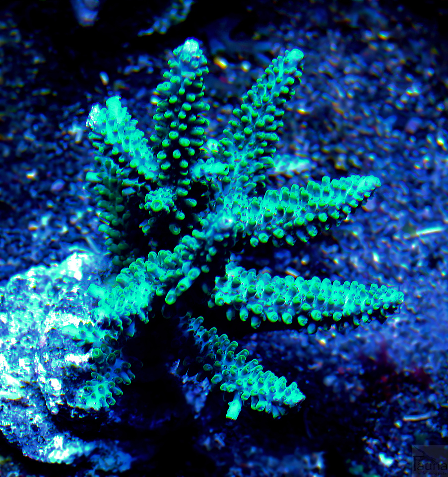 Acropora Formosa