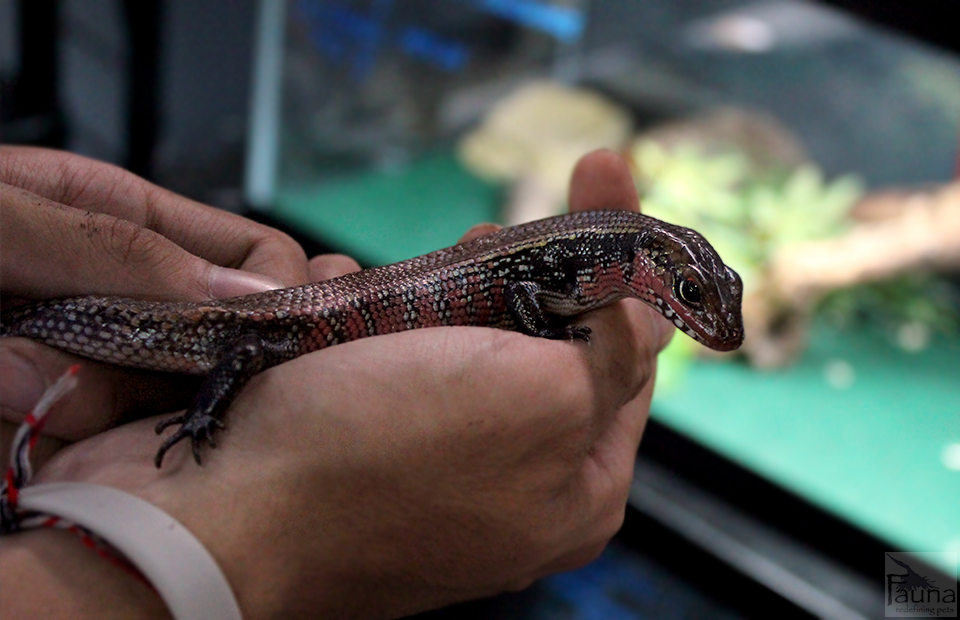 African Fire Skink