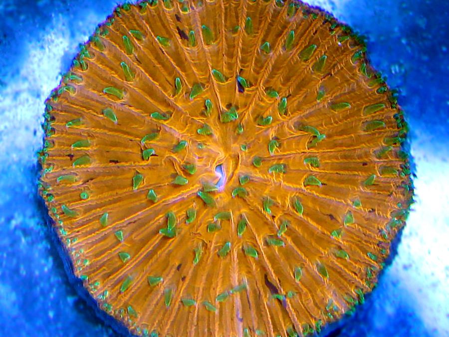 Australian Plate Coral