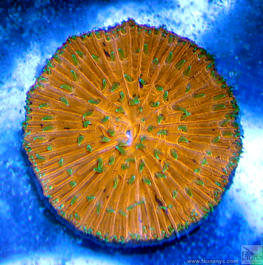 Australian Plate Coral (Fungia sp.)
