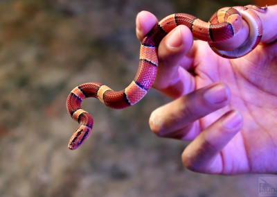 Broadband Bamboo Rat Snake (Oreocryptophis porphyraceus laticinctus)