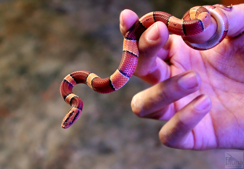 Broadband Bamboo Rat Snake (Oreocryptophis porphyraceus laticinctus)