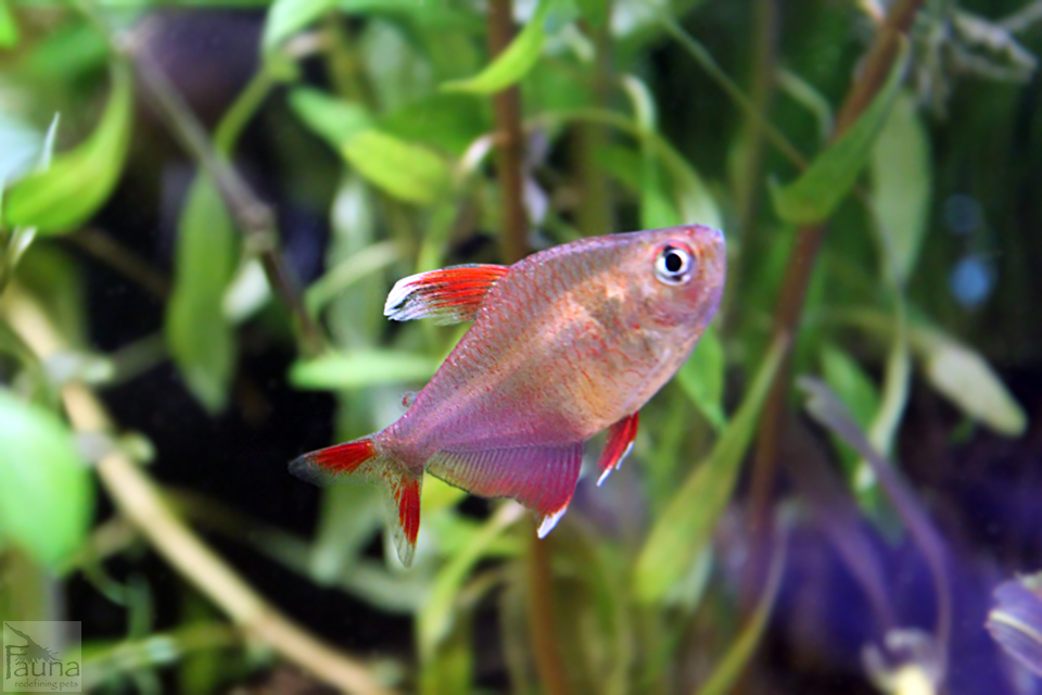 Candy Cane Tetra (Hyphessobrycon bentosi)