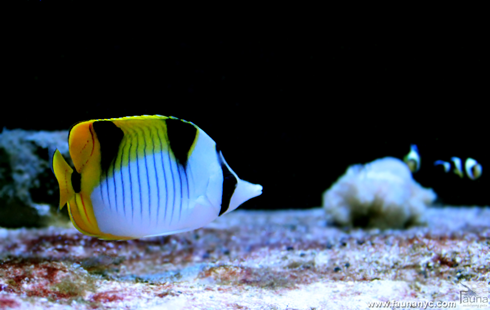 Double Saddle Butterflyfish