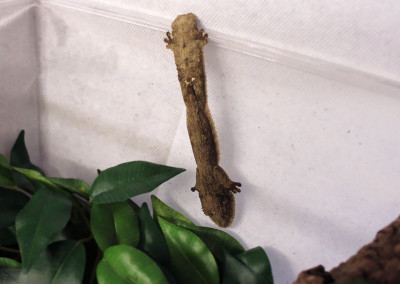 Henkel’s Leaf-tailed Gecko