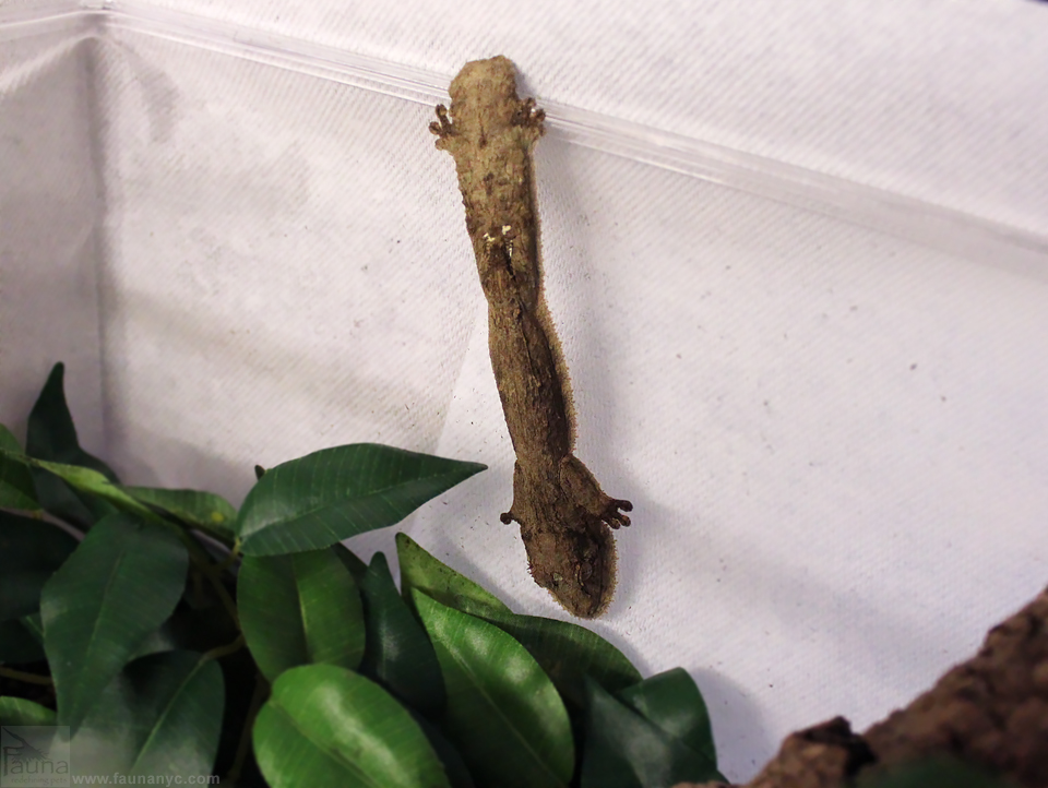 Henkel’s Leaf-tailed Gecko