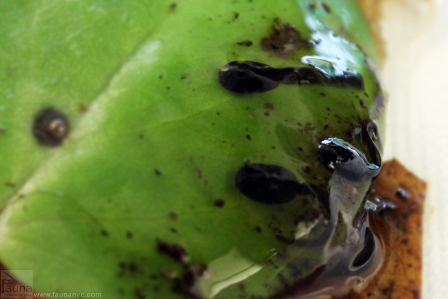 Yellow Striped Poison Frog (Dendrobates truncatus)