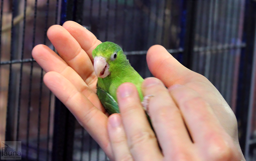 Parrotlet