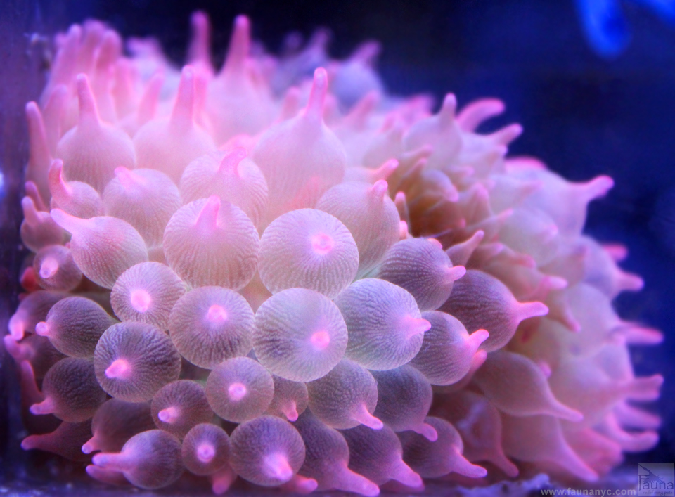 Rose Bubble Tip Anemone (Entacmaea quadricolor)