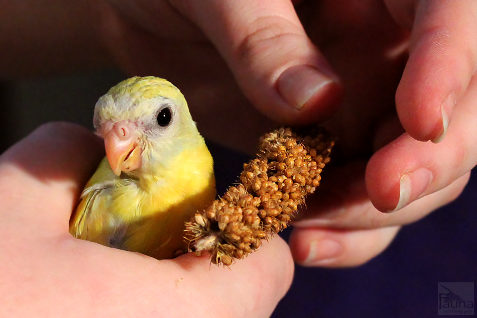 Turquoisine Grass Parakeet