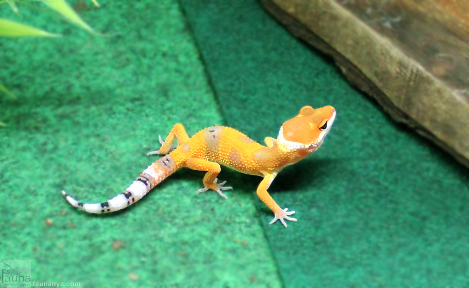 White & Yellow Leopard Gecko