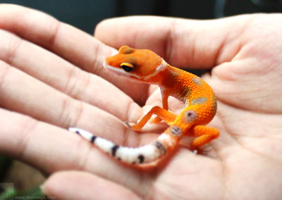 White & Yellow Leopard Gecko