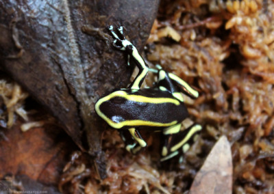 Yellow Striped Poison Frog (Dendrobates truncatus)